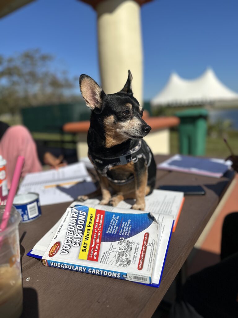 Small black and tan dog sitting on top of homeschool books during outdoor school time.